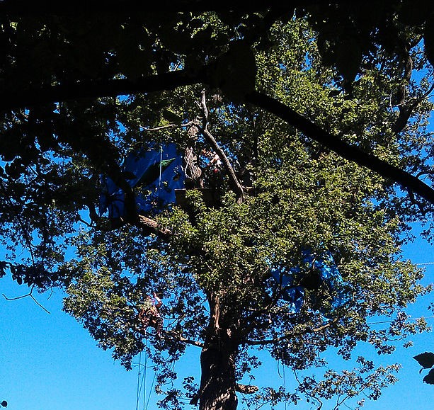 tl_files/Aktuelles/Hambacher_waldbesetzer.jpg