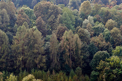 Hambacher Forst